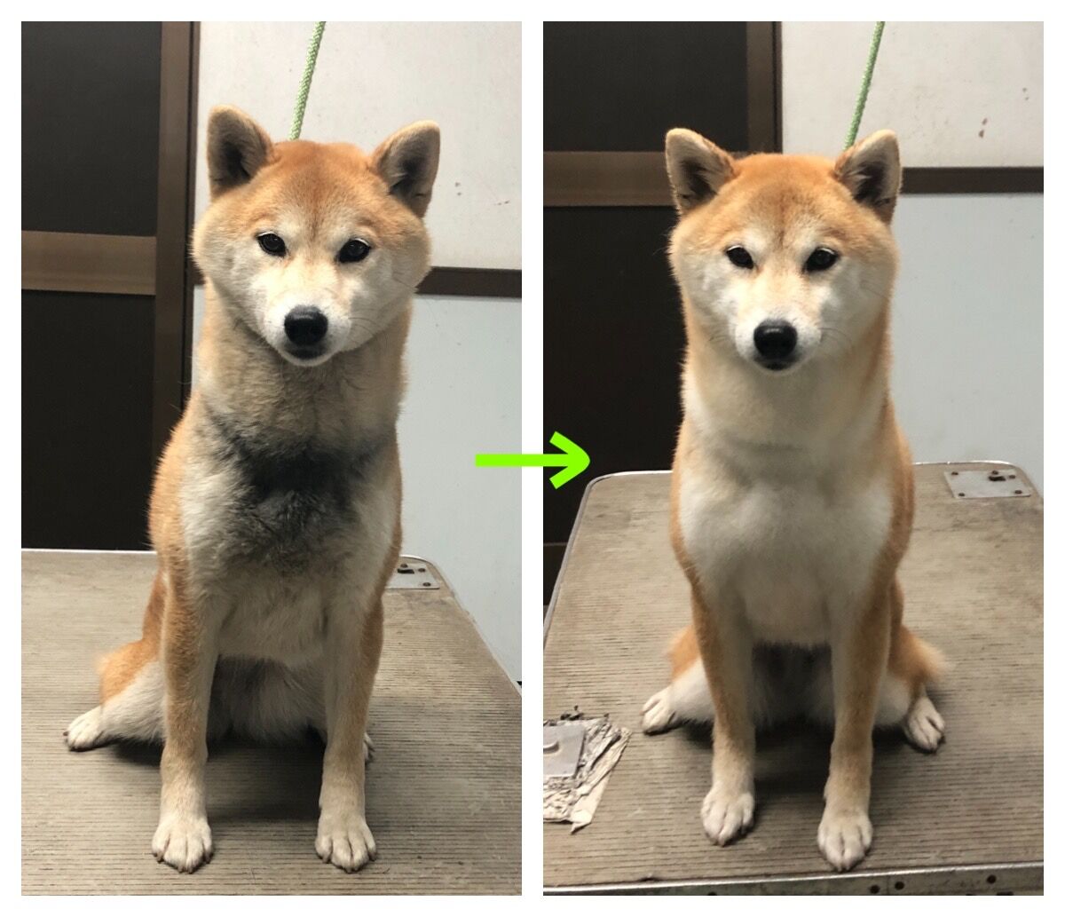 シャンプーコース